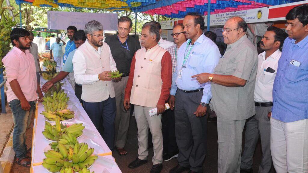 2 New Banana Varieties Unveiled by NRCB. (NRCB). These bananas are named Kaveri Kanchan and Kaveri Vaman.