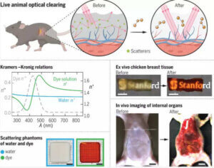 Researchers discovered that the food dye used in doritos makes mouse skin transparent.